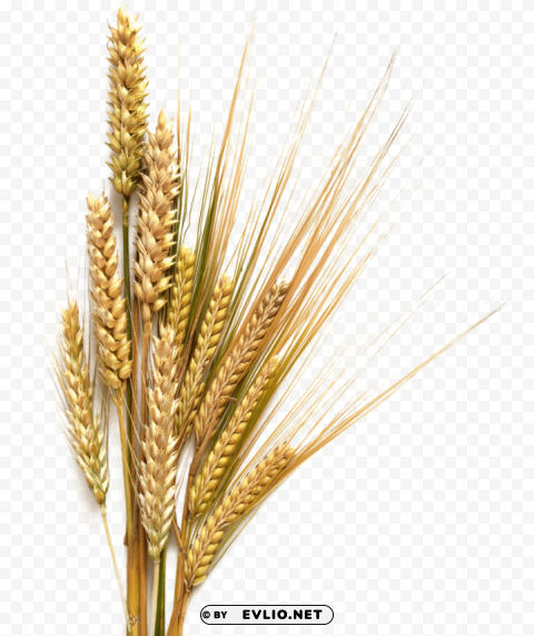 barley Isolated PNG Object with Clear Background