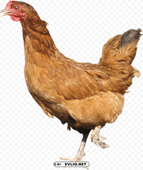 chicken standing PNG Image Isolated on Clear Backdrop