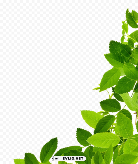 leaves Transparent Background PNG Isolated Graphic