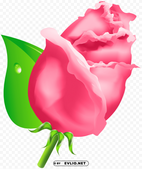 rose bud PNG transparent graphics bundle