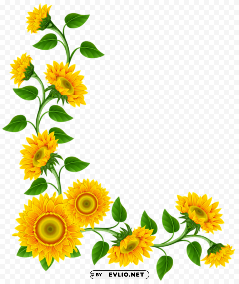 sunflower border decoration Transparent background PNG photos