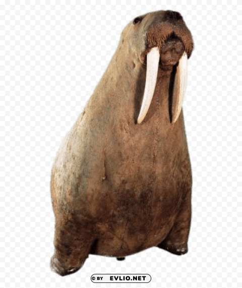 walrus on his front paws Isolated Artwork on HighQuality Transparent PNG