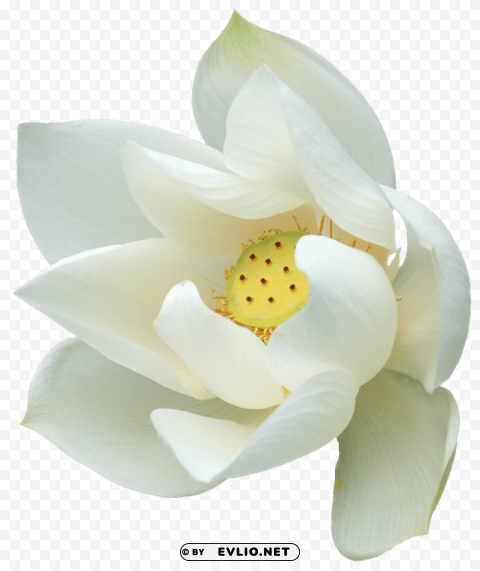 PNG image of white lotus PNG images for personal projects with a clear background - Image ID 5e8d7190