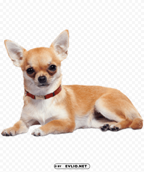 chihuahua lying down Isolated Element in HighQuality PNG