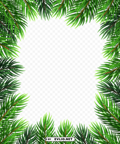 pine border Isolated Artwork in HighResolution Transparent PNG