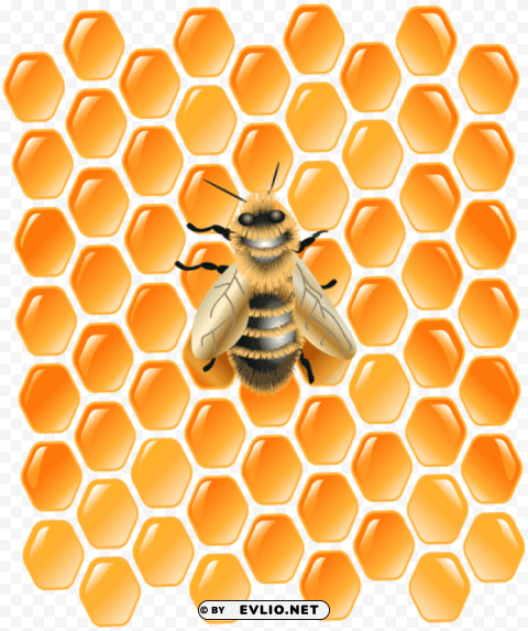 honeycomb with bee PNG images with transparent layer