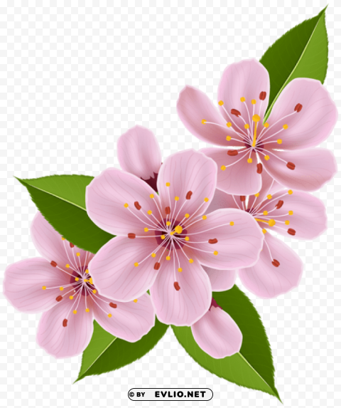 spring cherry blossom flowers PNG images with transparent elements pack
