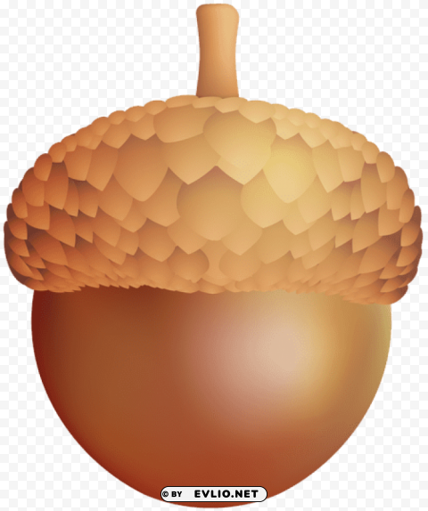 acorn PNG Graphic Isolated on Clear Background Detail