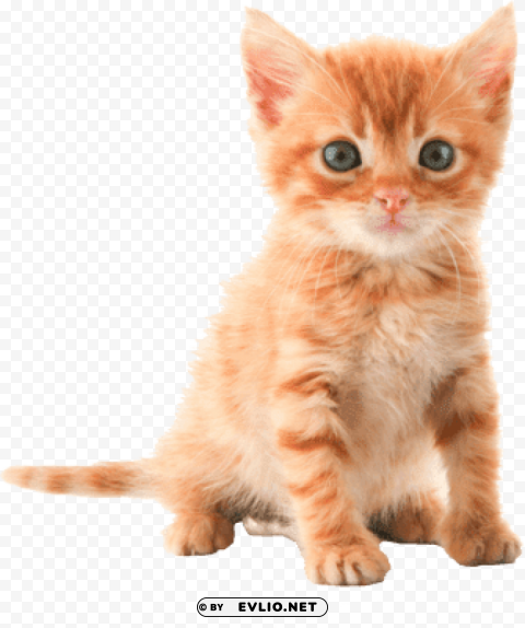 cute kitten PNG for blog use