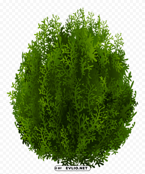 cypress Free PNG images with alpha channel variety