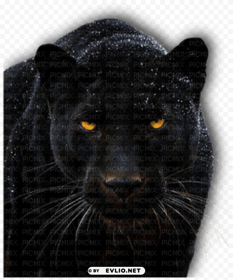 Eyes Of A Panther Isolated Design Element On PNG