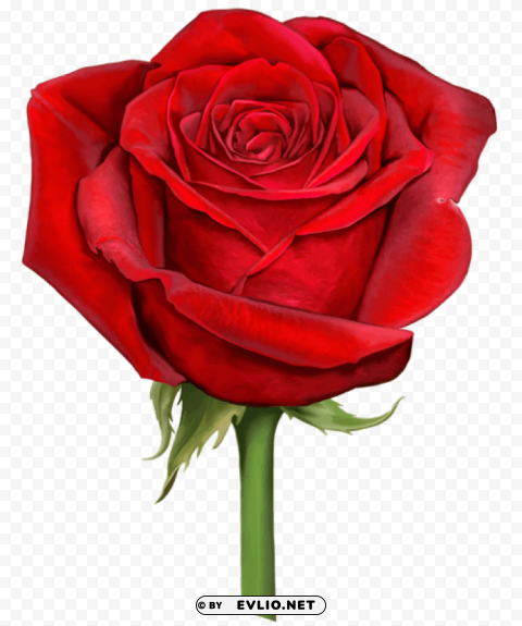 red rose PNG graphics