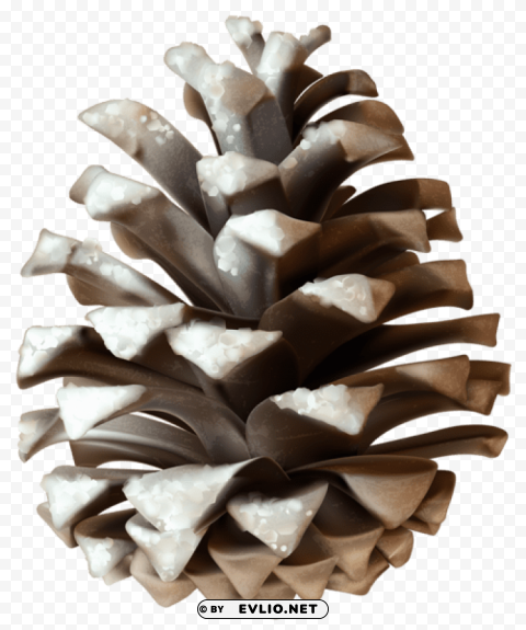 winter pinecone PNG Image Isolated on Transparent Backdrop