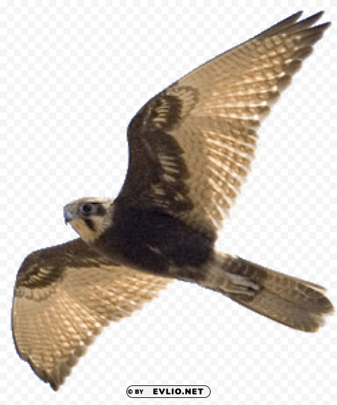 falcon PNG transparent graphic