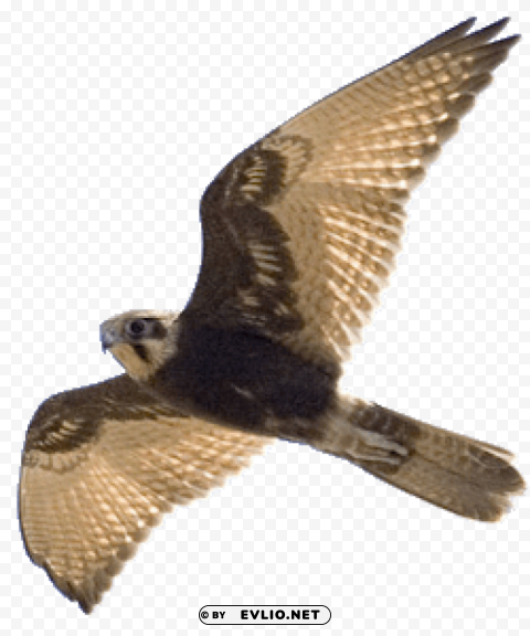 Falcon PNG Transparent Graphic