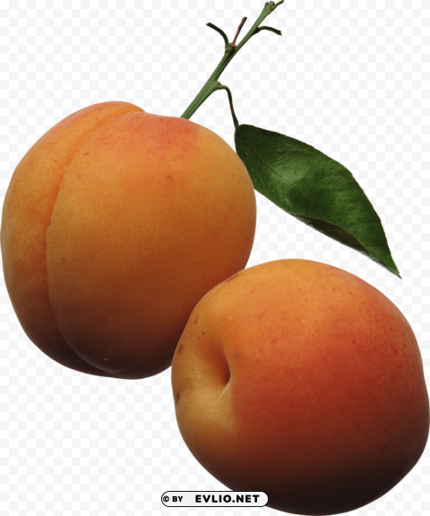 peaches PNG transparent pictures for editing