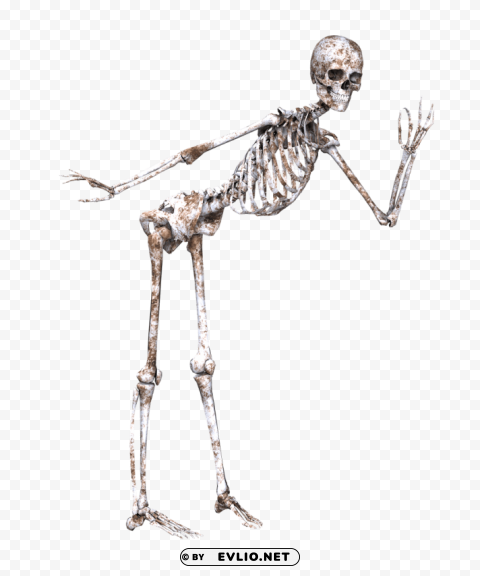 Transparent background PNG image of skeleton posing Isolated Object in Transparent PNG Format - Image ID ce54f619