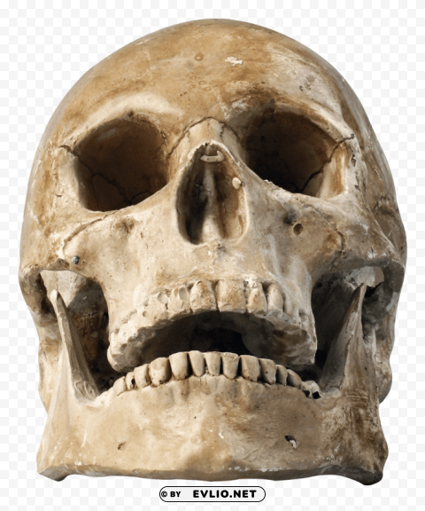 Transparent background PNG image of skull Transparent Background PNG Isolated Art - Image ID 5421e990