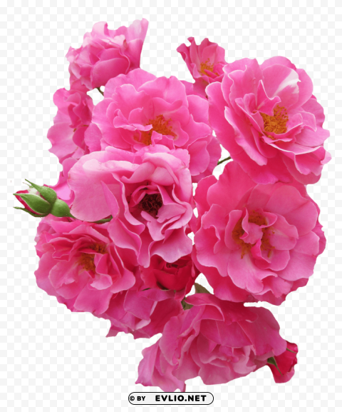 PNG image of bunch pink rose flower PNG Isolated Object with Clarity with a clear background - Image ID 5a1a8036