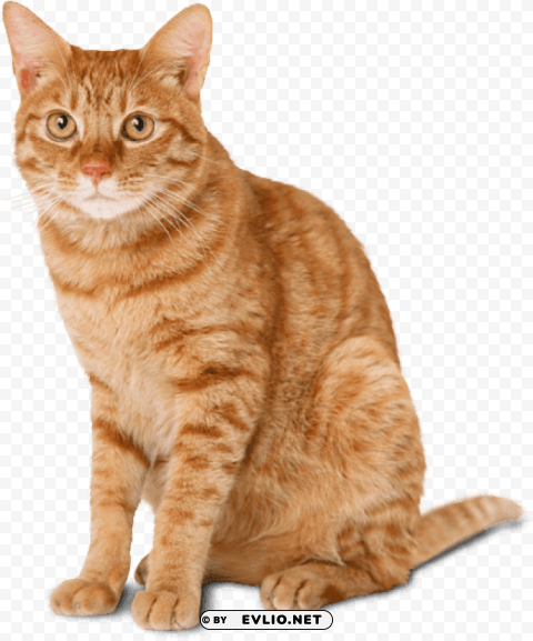 cat ginger Isolated Character in Transparent PNG