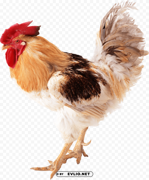 cock High-resolution PNG images with transparency wide set