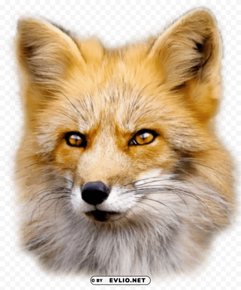 fox Isolated Element on HighQuality PNG