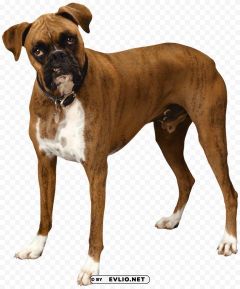 brown bulldog PNG Graphic with Isolated Design