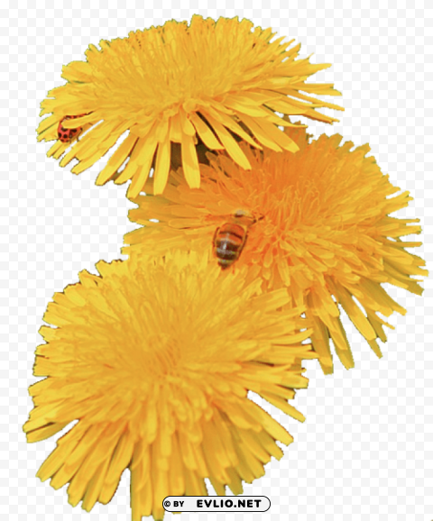 dandelion Isolated Character on Transparent PNG