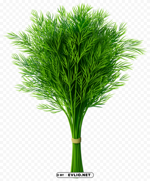 dill clip-art PNG Isolated Illustration with Clarity