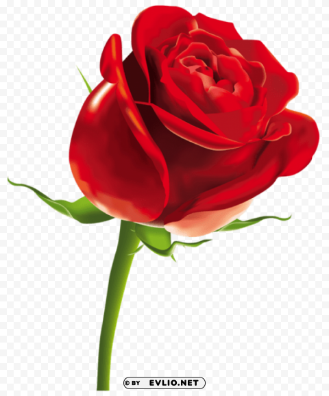 red rosepicture Isolated Character in Transparent PNG Format