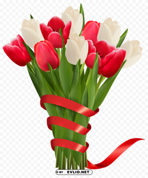 white and red tulips with ribbon Transparent PNG Isolated Element