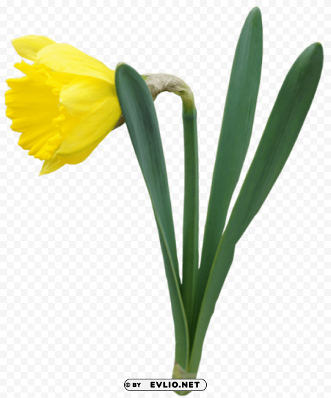 PNG image of yellow transparent daffodil flower PNG for overlays with a clear background - Image ID 24109aaf