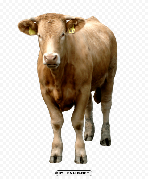 cow HighQuality PNG with Transparent Isolation