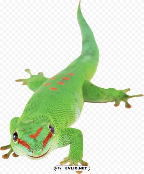 green lizard PNG transparent photos vast variety
