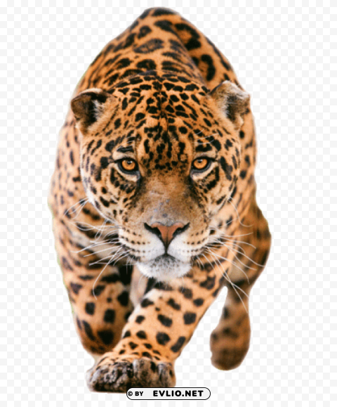 jaguar closer PNG without watermark free