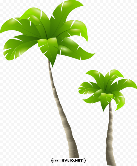 Palm Tree Transparent PNG Isolated Subject
