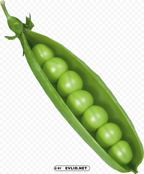 Pea Free PNG File