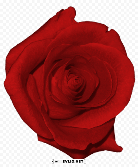 real red rose Isolated Subject on HighQuality PNG