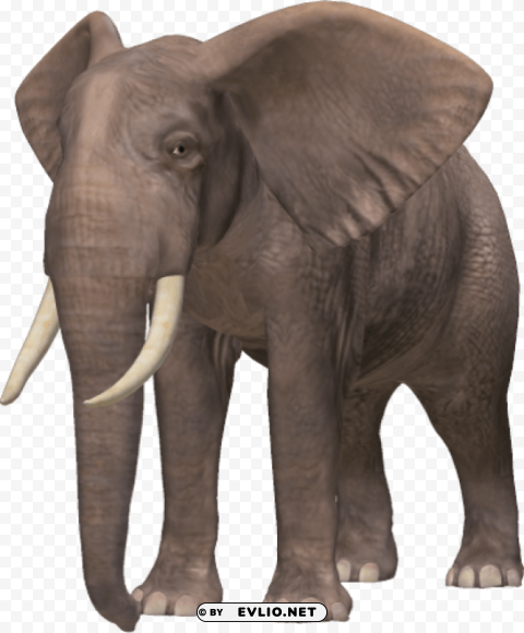 elephant PNG images without BG
