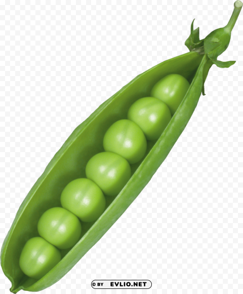 pea Transparent Background PNG Isolated Character