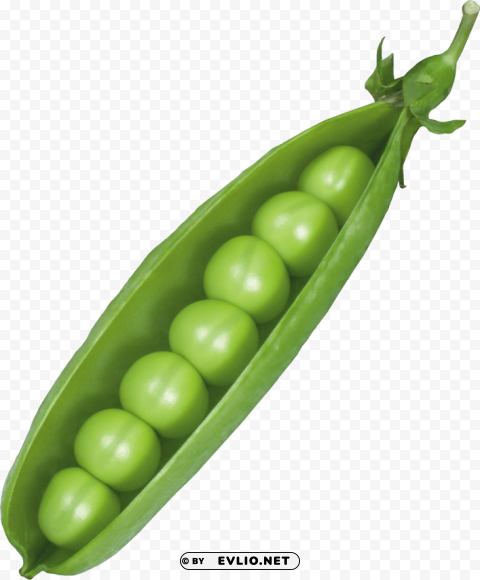 Pea Transparent Background PNG Isolated Character