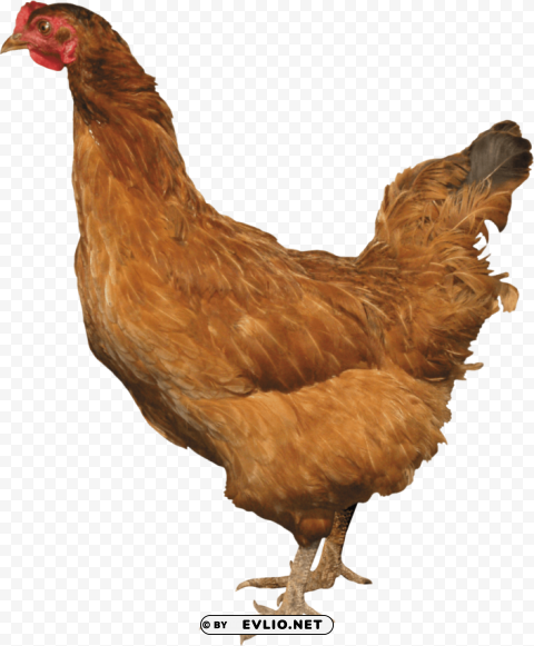 chicken PNG Graphic Isolated on Clear Background