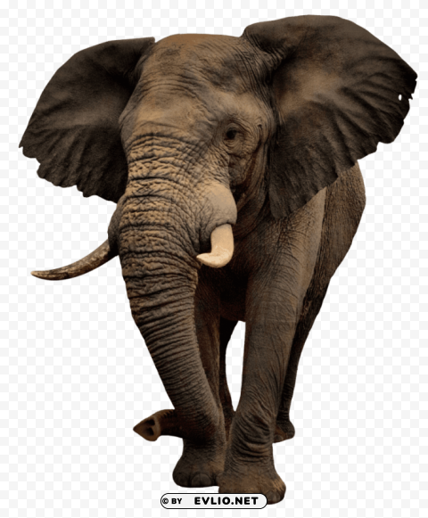 elephant s Clean Background Isolated PNG Graphic Detail
