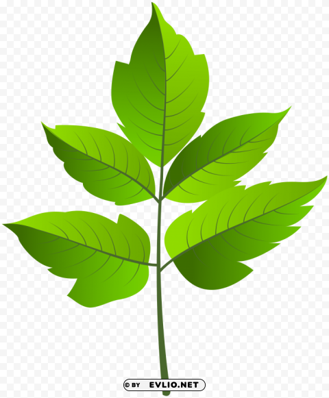 leaf green clip ar PNG graphics for presentations