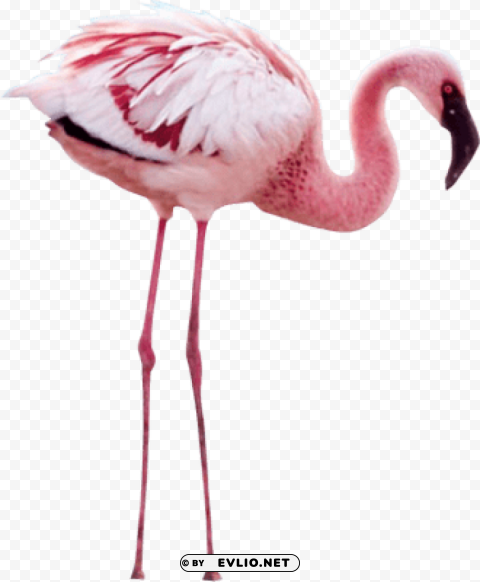 flamingo ClearCut PNG Isolated Graphic