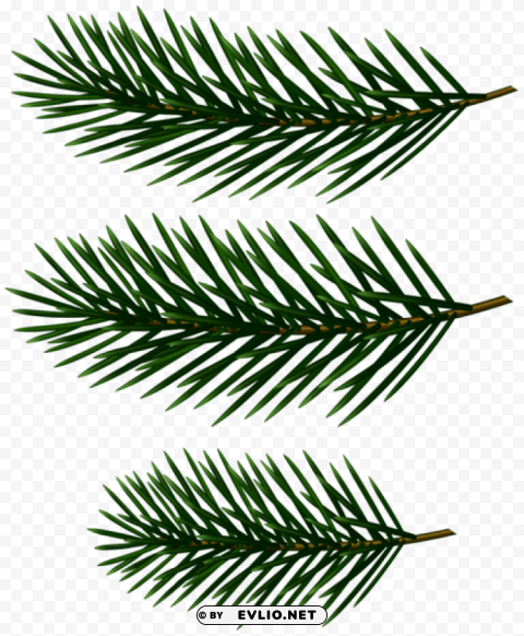 pine tree branches decor Isolated Design Element on PNG
