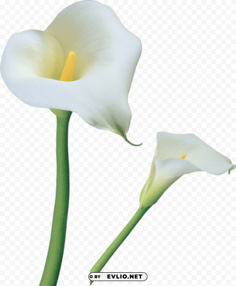 transparent calla lilies flowers Clean Background Isolated PNG Object