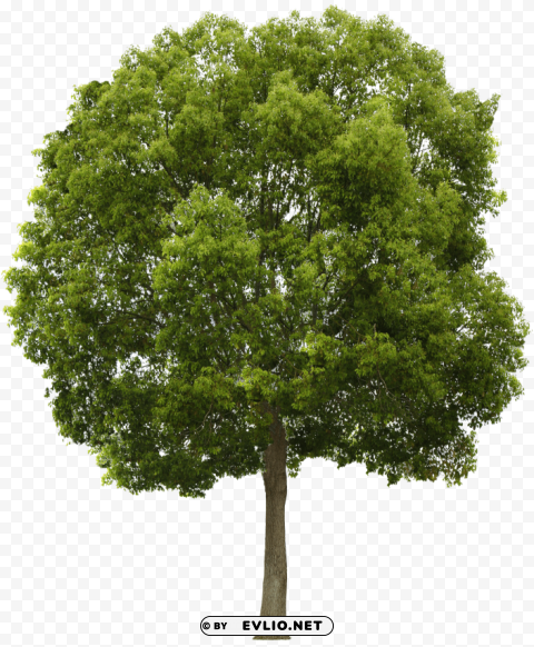 Tree Transparent Background Isolated PNG Icon