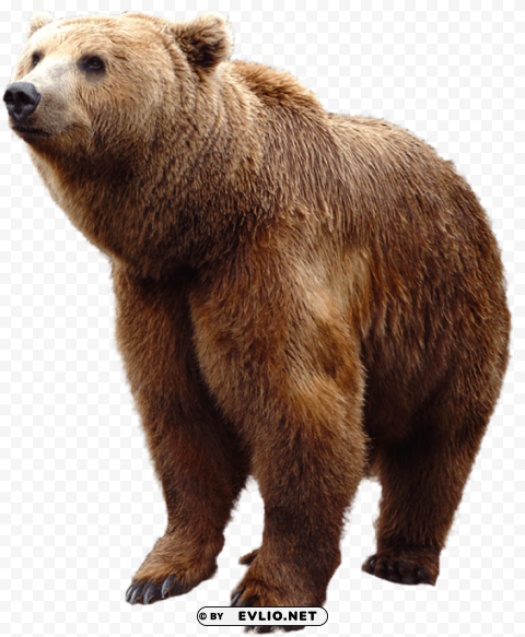 bear Isolated Graphic on HighQuality Transparent PNG