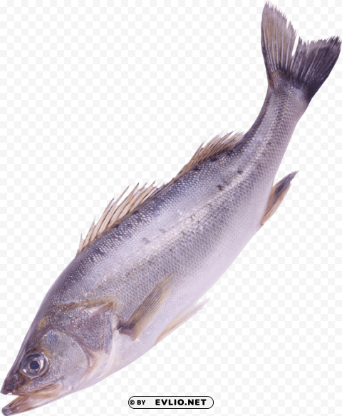 Fish Clear PNG